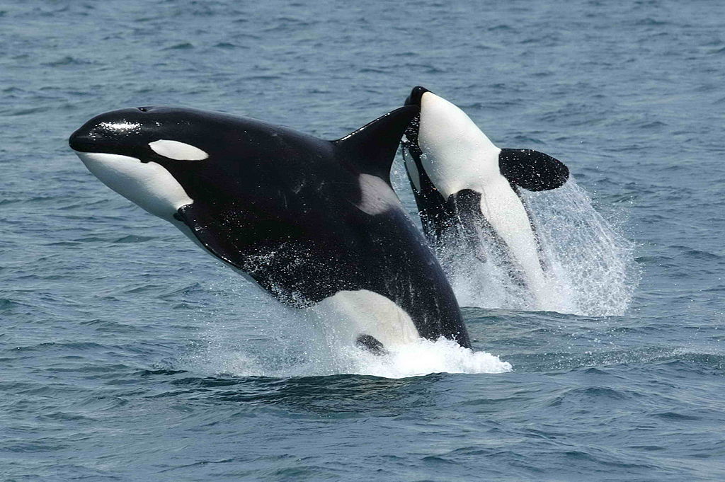 1024px-Killerwhales_jumpingjpg